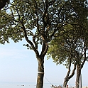 Almedalen2015-1286