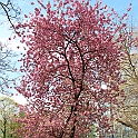 Bryssel-053