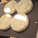 Temadag-Antibiotikaresistens.34
